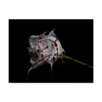 Trademark Fine Art 'Bleeding Rose' Canvas Art by Lori Hutchison