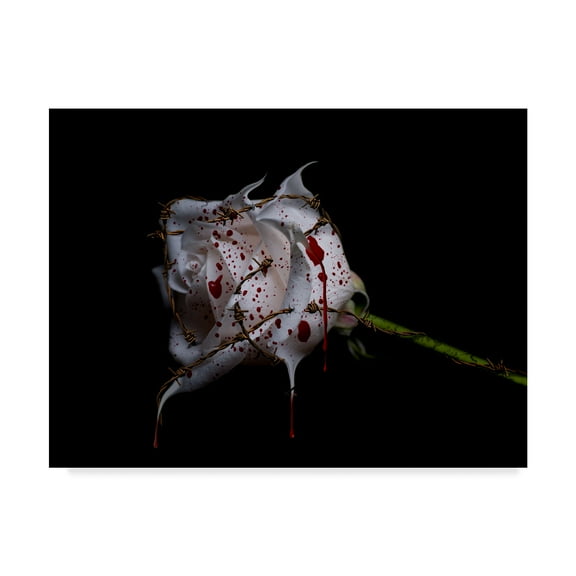 Trademark Fine Art 'Bleeding Rose' Canvas Art by Lori Hutchison