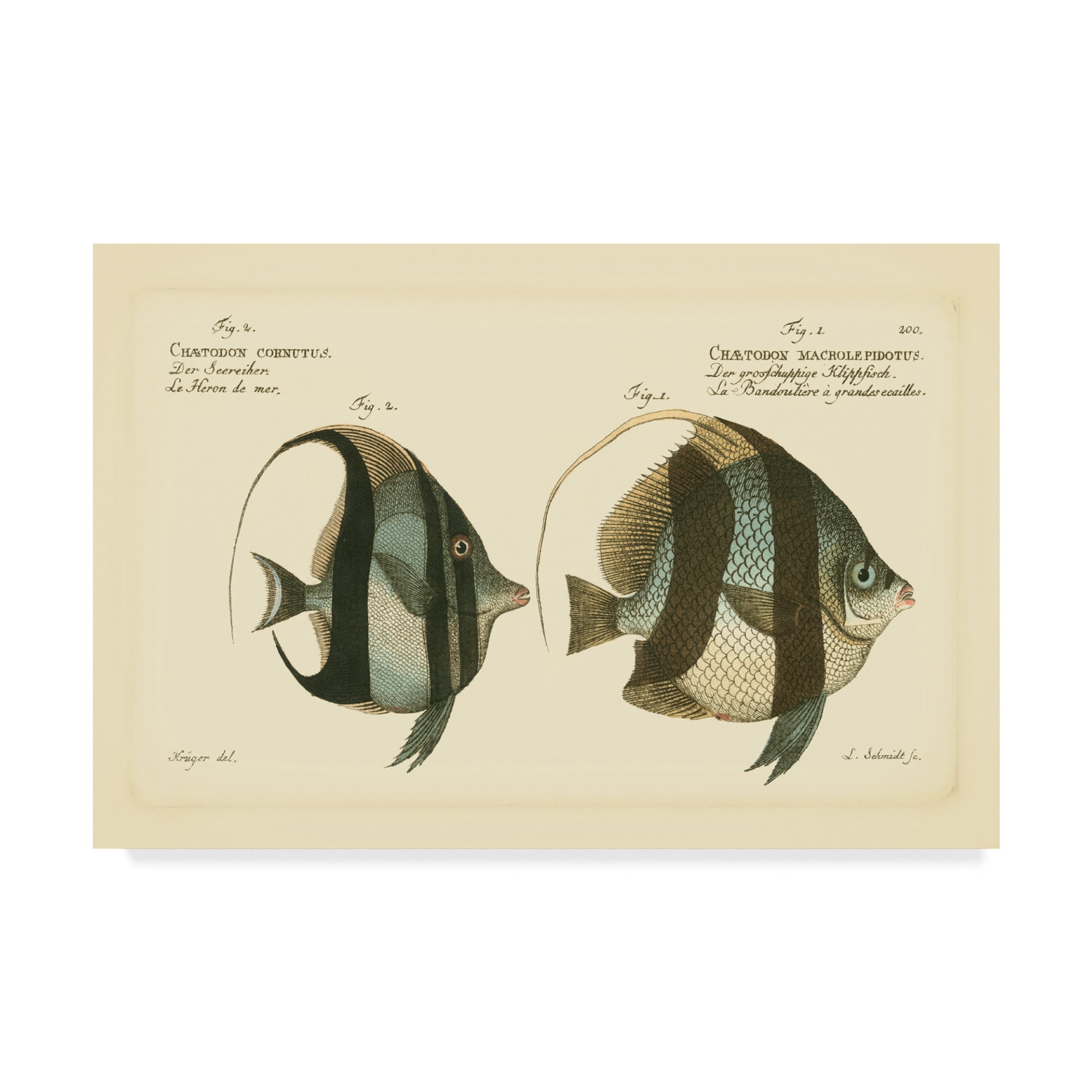 Trademark Fine Art 'Bloch Antique Fish I' Canvas Art by Bloch