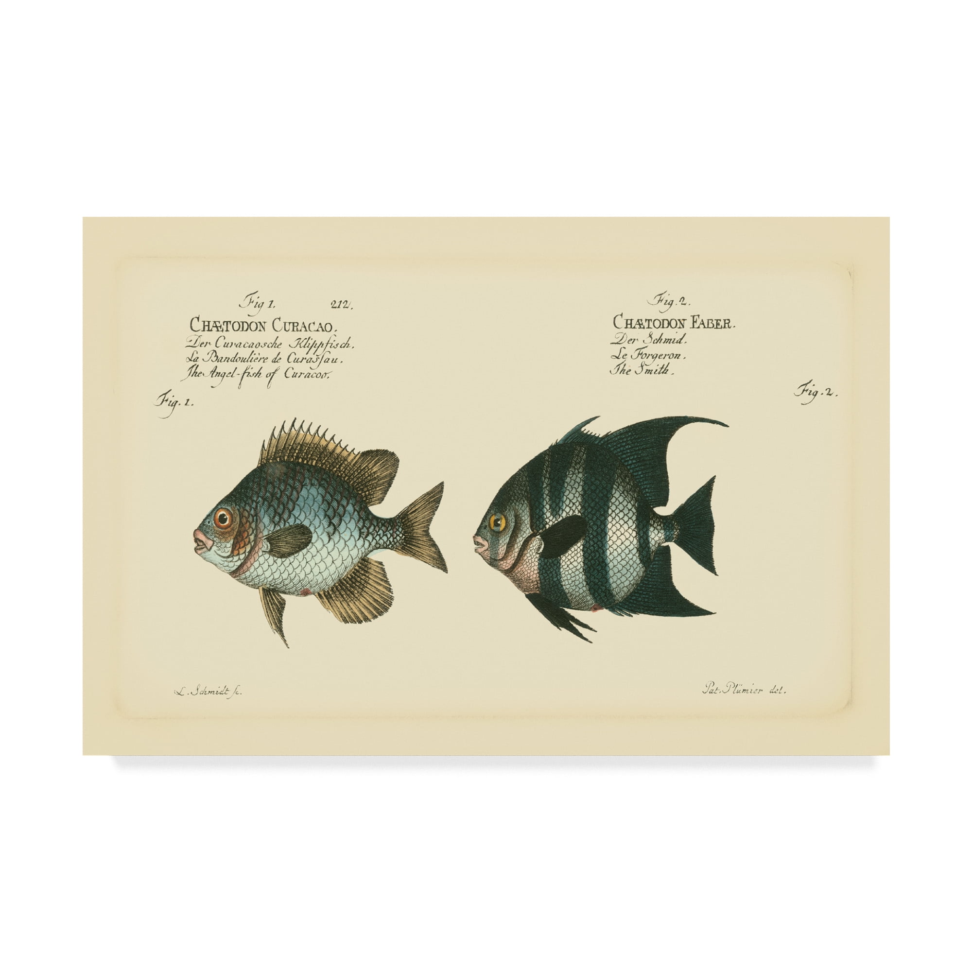 Trademark Fine Art 'Bloch Antique Fish II' Canvas Art by Bloch