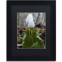 Trademark Fine Art "Bloodroot Wildflower" Canvas Art by Kurt Shaffer, Black Matte, Black Frame