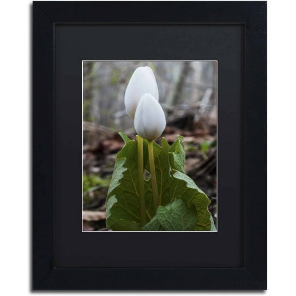 Trademark Fine Art "Bloodroot Wildflower" Canvas Art by Kurt Shaffer, Black Matte, Black Frame