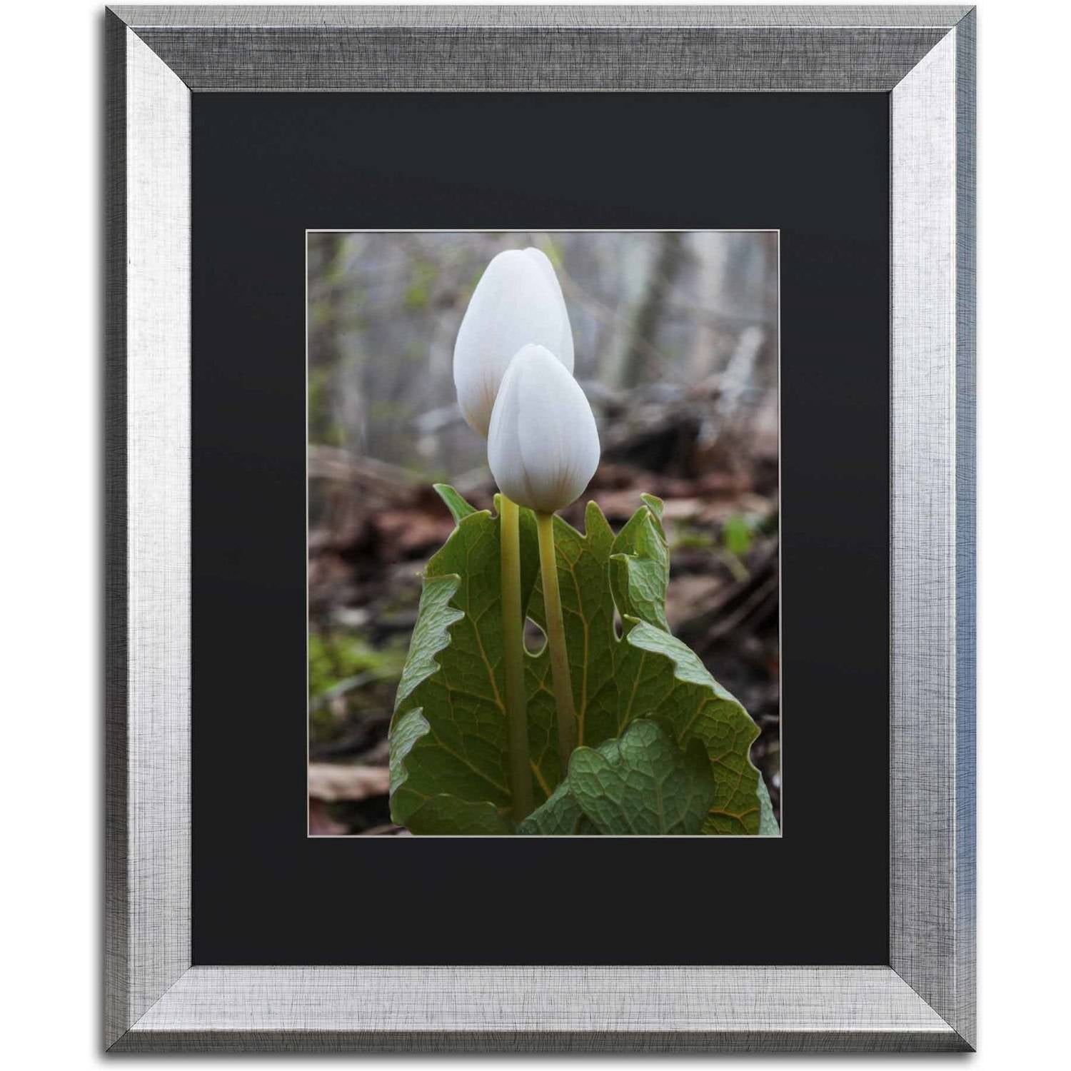 Trademark Fine Art "Bloodroot Wildflower" Canvas Art by Kurt Shaffer, Black Matte, Silver Frame