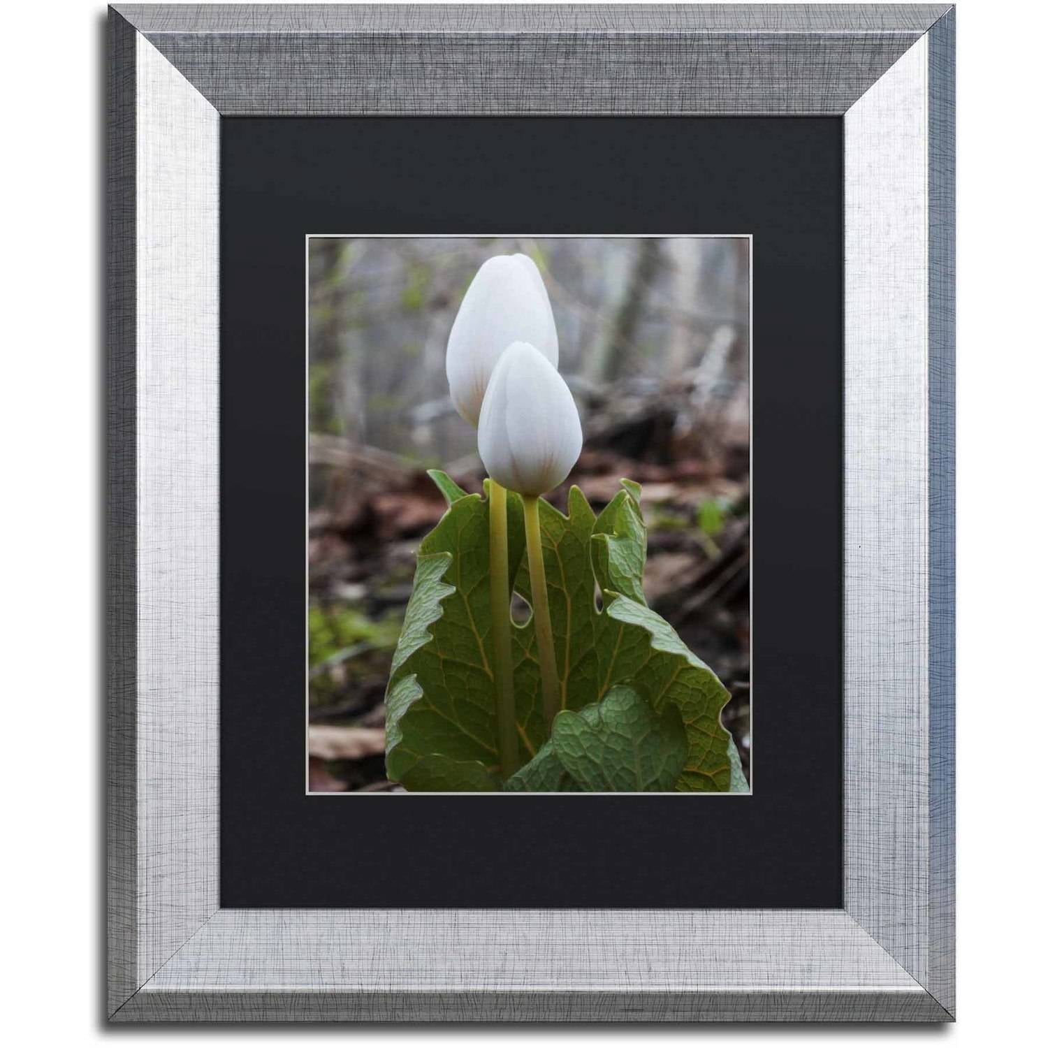 Trademark Fine Art "Bloodroot Wildflower" Canvas Art by Kurt Shaffer, Black Matte, Silver Frame