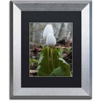 Trademark Fine Art "Bloodroot Wildflower" Canvas Art by Kurt Shaffer, Black Matte, Silver Frame