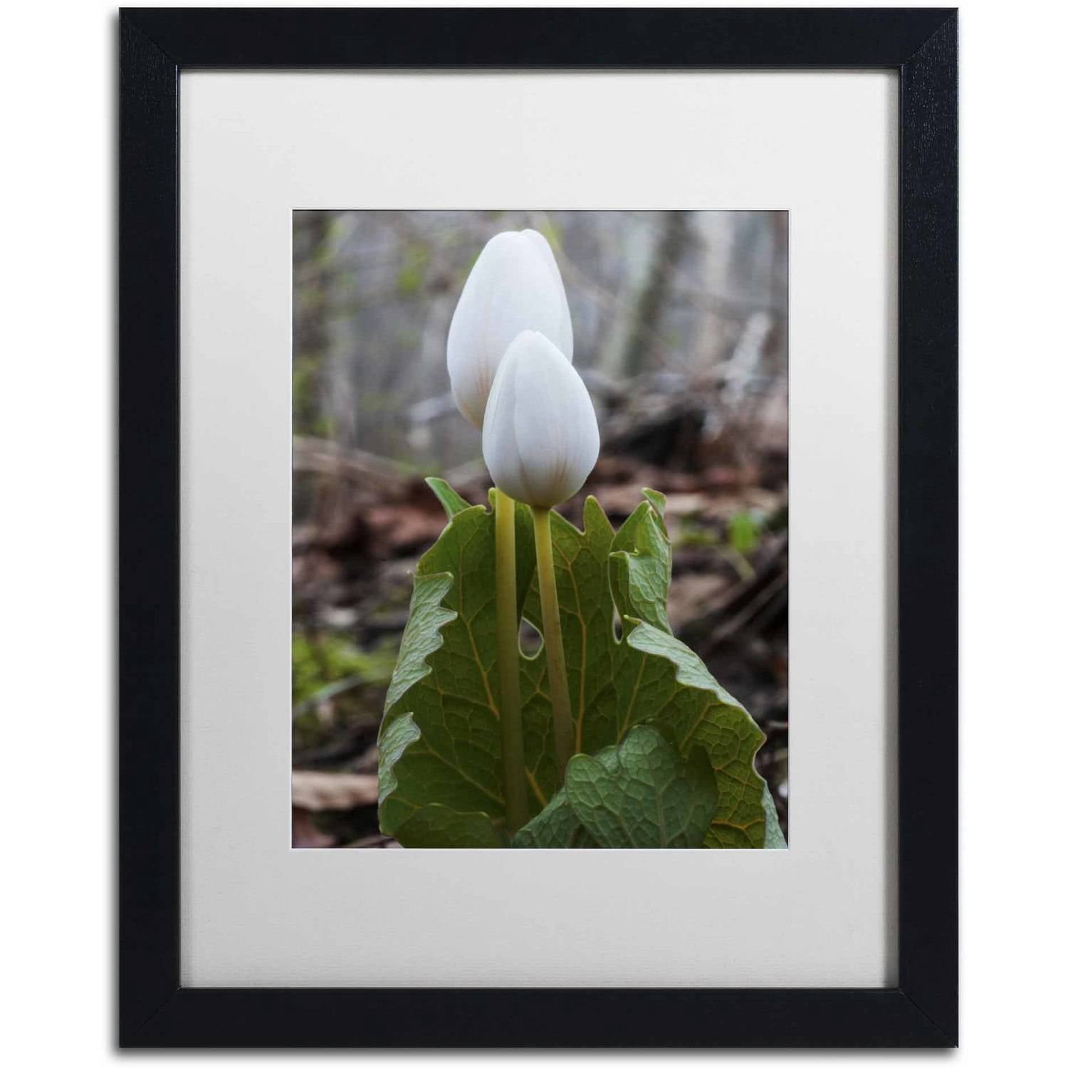 Trademark Fine Art "Bloodroot Wildflower" Canvas Art by Kurt Shaffer, White Matte, Black Frame