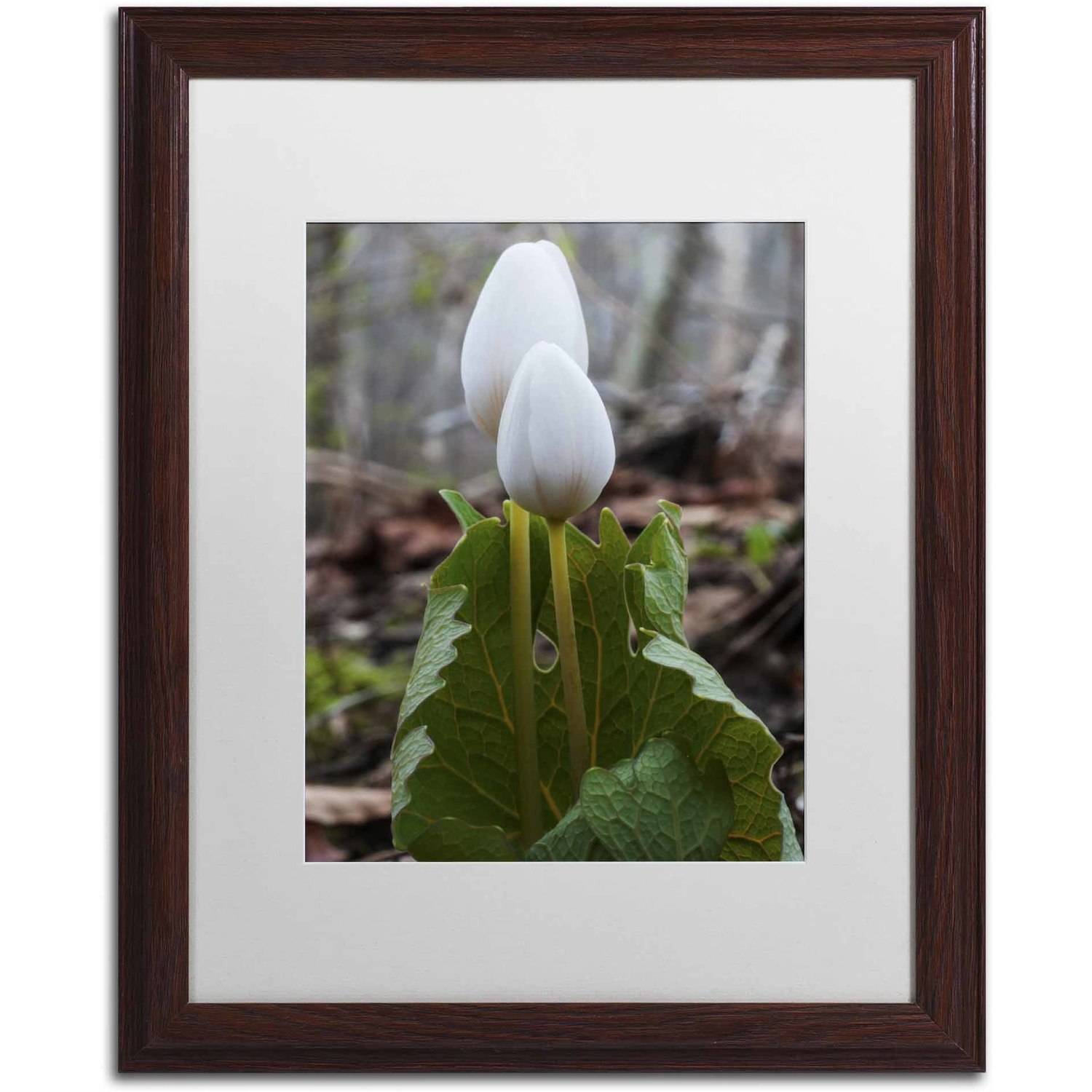 Trademark Fine Art "Bloodroot Wildflower" Canvas Art by Kurt Shaffer, White Matte, Wood Frame