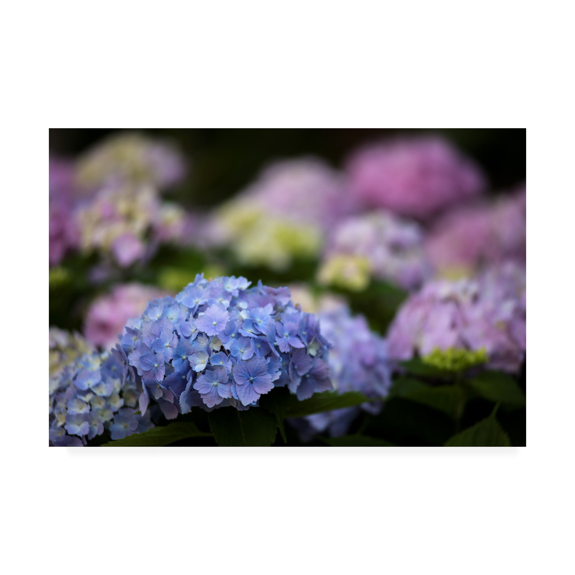Trademark Fine Art 'Blooming Hydrangea' Canvas Art by Kurt Shaffer