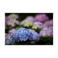 thumbnail image 1 of Trademark Fine Art 'Blooming Hydrangea' Canvas Art by Kurt Shaffer, 1 of 4