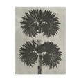 thumbnail image 1 of Trademark Fine Art 'Blossfeldt Botanical V' Canvas Art by Karl Blossfeldt, 1 of 4
