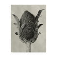 thumbnail image 1 of Trademark Fine Art 'Blossfeldt Botanical VI' Canvas Art by Karl Blossfeldt, 1 of 4