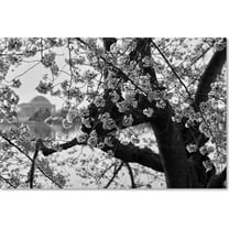 Trademark Fine Art "Blossoms BW" Canvas Art by CATeyes