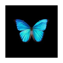 Trademark Fine Art 'Blue Butterfly On Black' Canvas Art by Tom Quartermaine