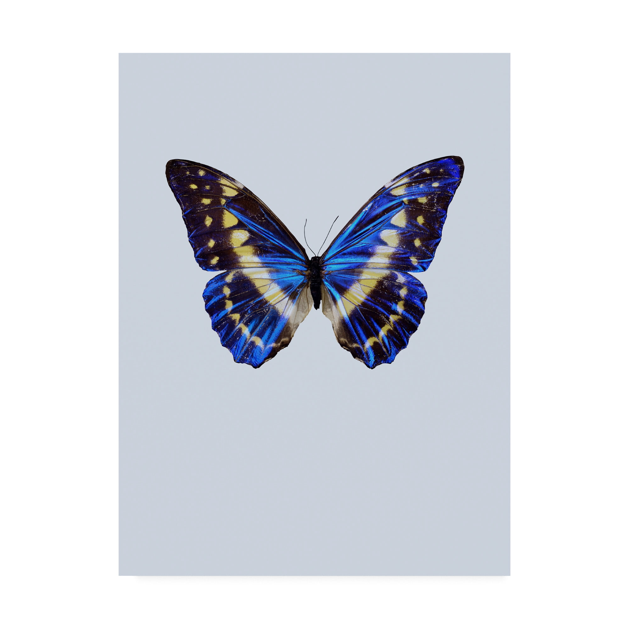 Trademark Fine Art 'Blue Butterfly Study' Canvas Art by Incado