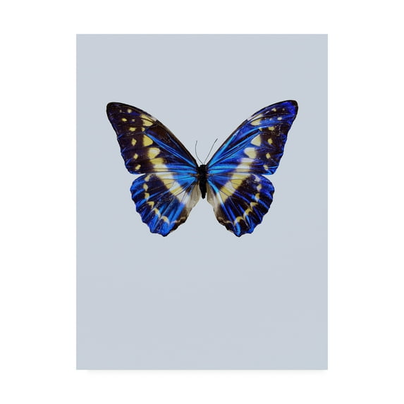 Trademark Fine Art 'Blue Butterfly Study' Canvas Art by Incado