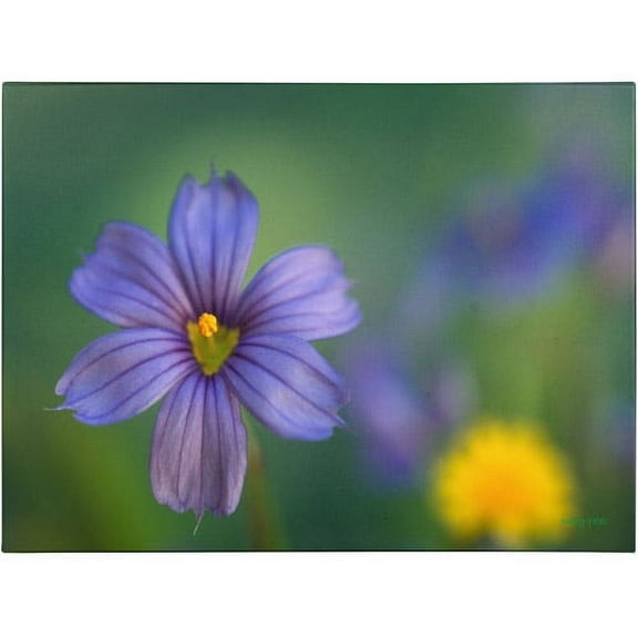 Trademark Fine Art 'Blue Eyed Grass' Canvas Art by Kathy Yates