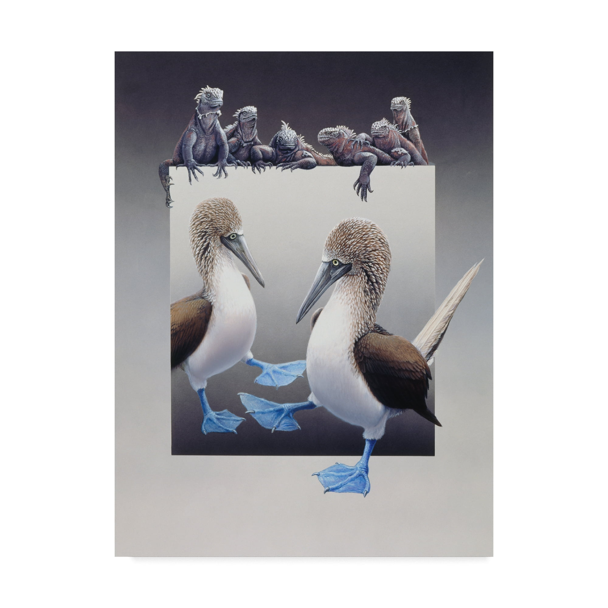 Trademark Fine Art 'Blue Footed Boobies' Canvas Art by Harro Maass