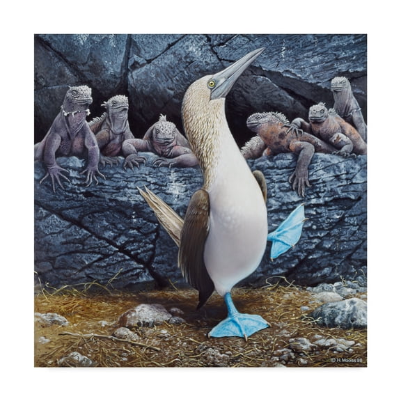 Trademark Fine Art 'Blue Footed Boobies' Canvas Art by Harro Maass