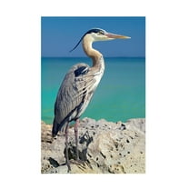 Trademark Fine Art Mike Jones Photo Blue Heron Canvas Wall Art - 12x19