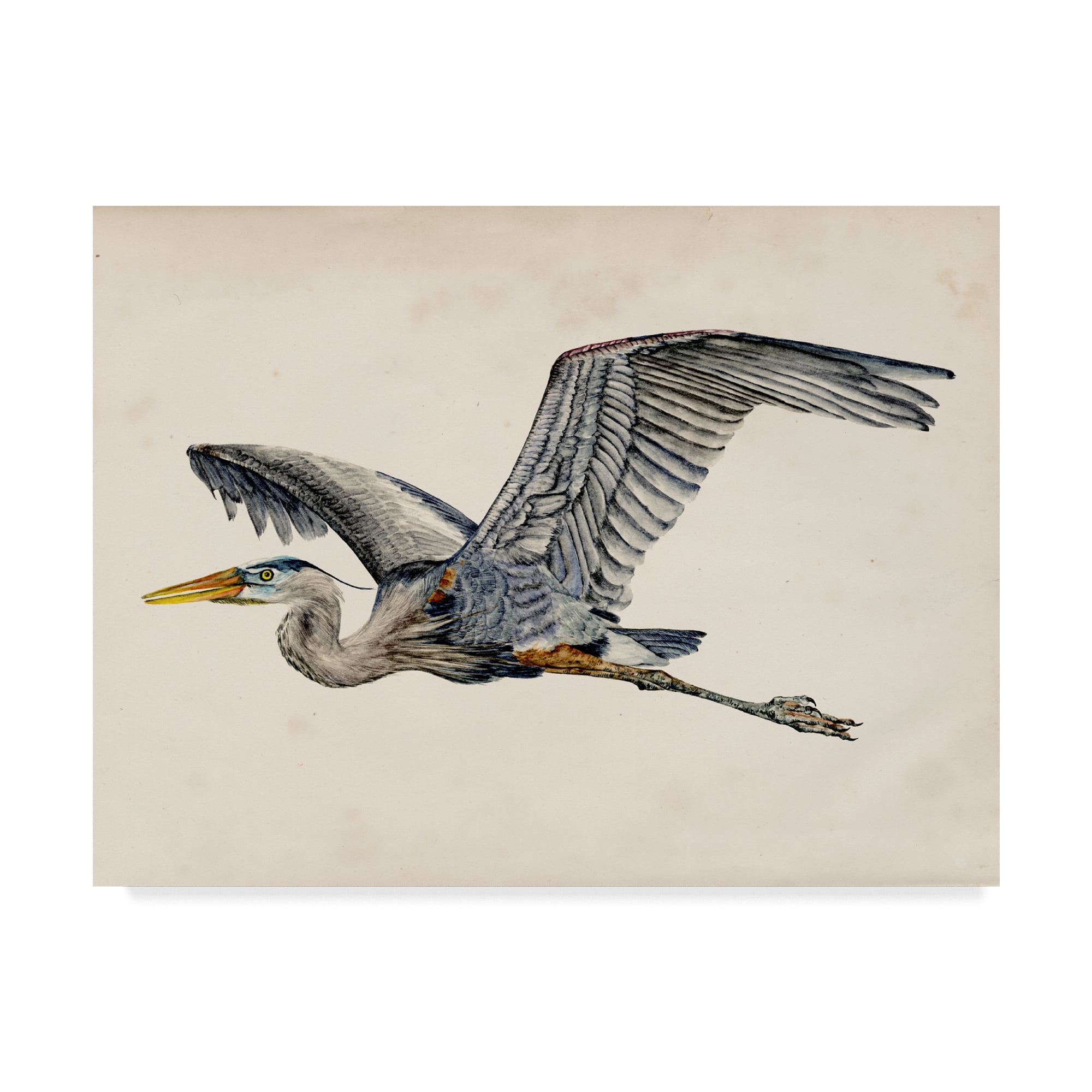 Trademark Fine Art 'Blue Heron Rendering III' Canvas Art by Melissa Wang