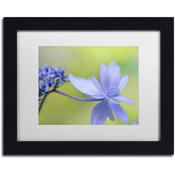 Trademark Fine Art 'Blue Hydrangea' Canvas Art by Cora Niele, White Matte, Black Frame