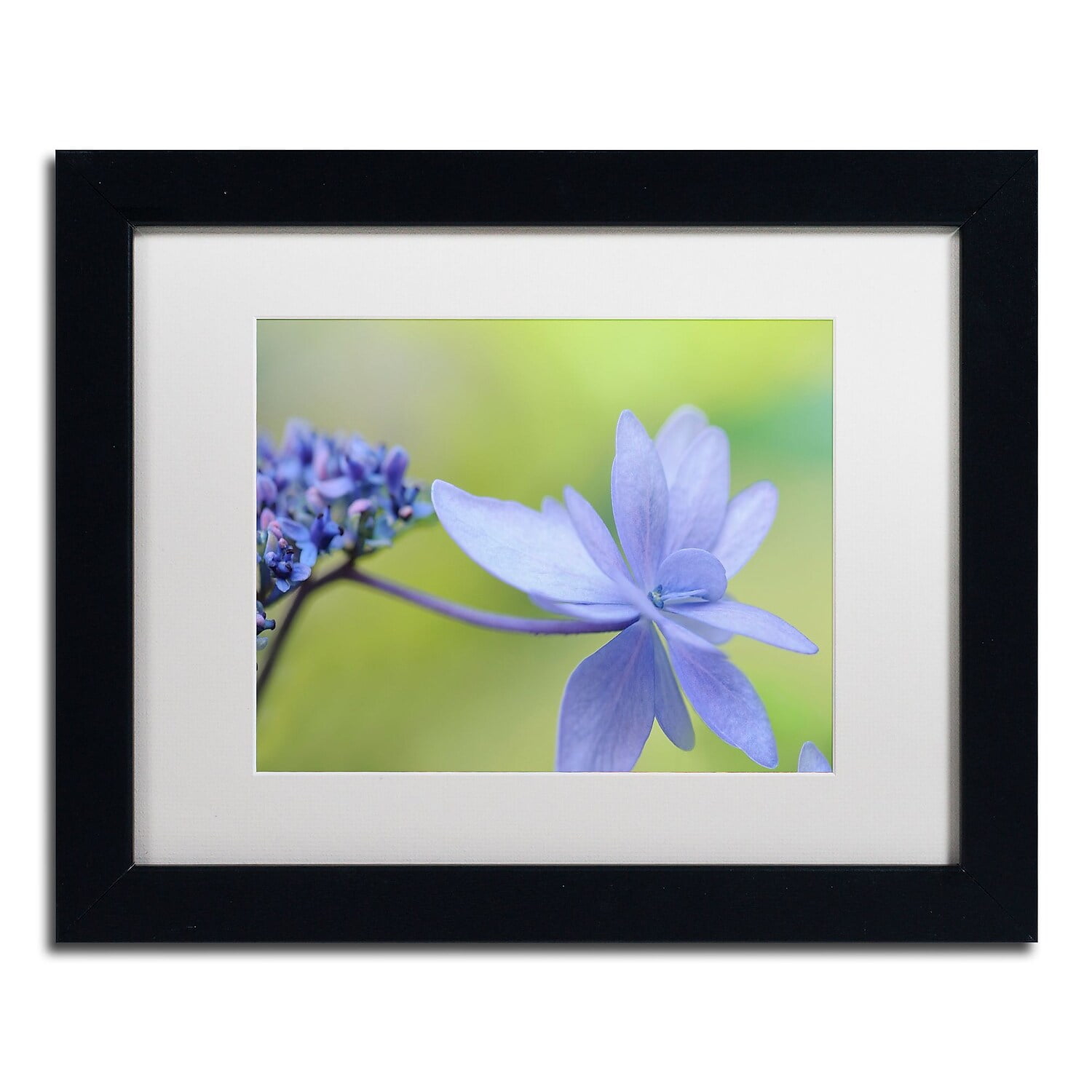 Trademark Fine Art 'Blue Hydrangea' Canvas Art by Cora Niele, White Matte, Black Frame