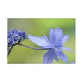 thumbnail image 1 of Trademark Fine Art 'Blue Hydrangea' Canvas Art by Cora Niele, 1 of 4