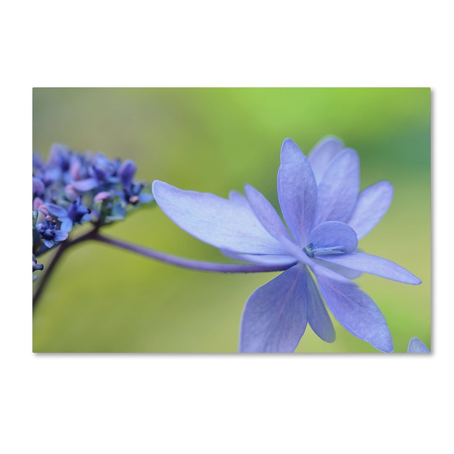 Trademark Fine Art 'Blue Hydrangea' Canvas Art by Cora Niele