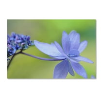 Trademark Fine Art 'Blue Hydrangea' Canvas Art by Cora Niele