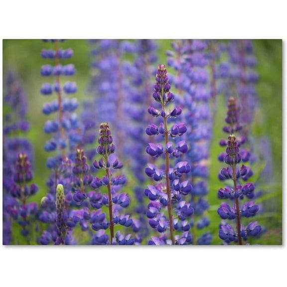 Trademark Fine Art 'Blue Lupine Flowers' Canvas Art by Cora Niele