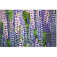 thumbnail image 1 of Trademark Fine Art Cora Niele Blue Pink Lupine Field Canvas Wall Art - 12x19, 1 of 4