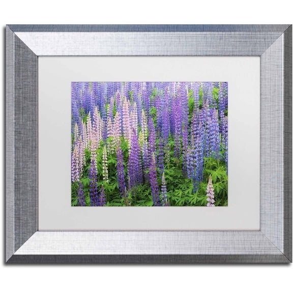 Trademark Fine Art 'Blue Pink Lupine Flower Field' Canvas Art by Cora Niele, White Matte, Silver Frame