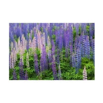 Trademark Fine Art Cora Niele Blue Pink Lupine Flower Field Canvas Wall Art - 16x24
