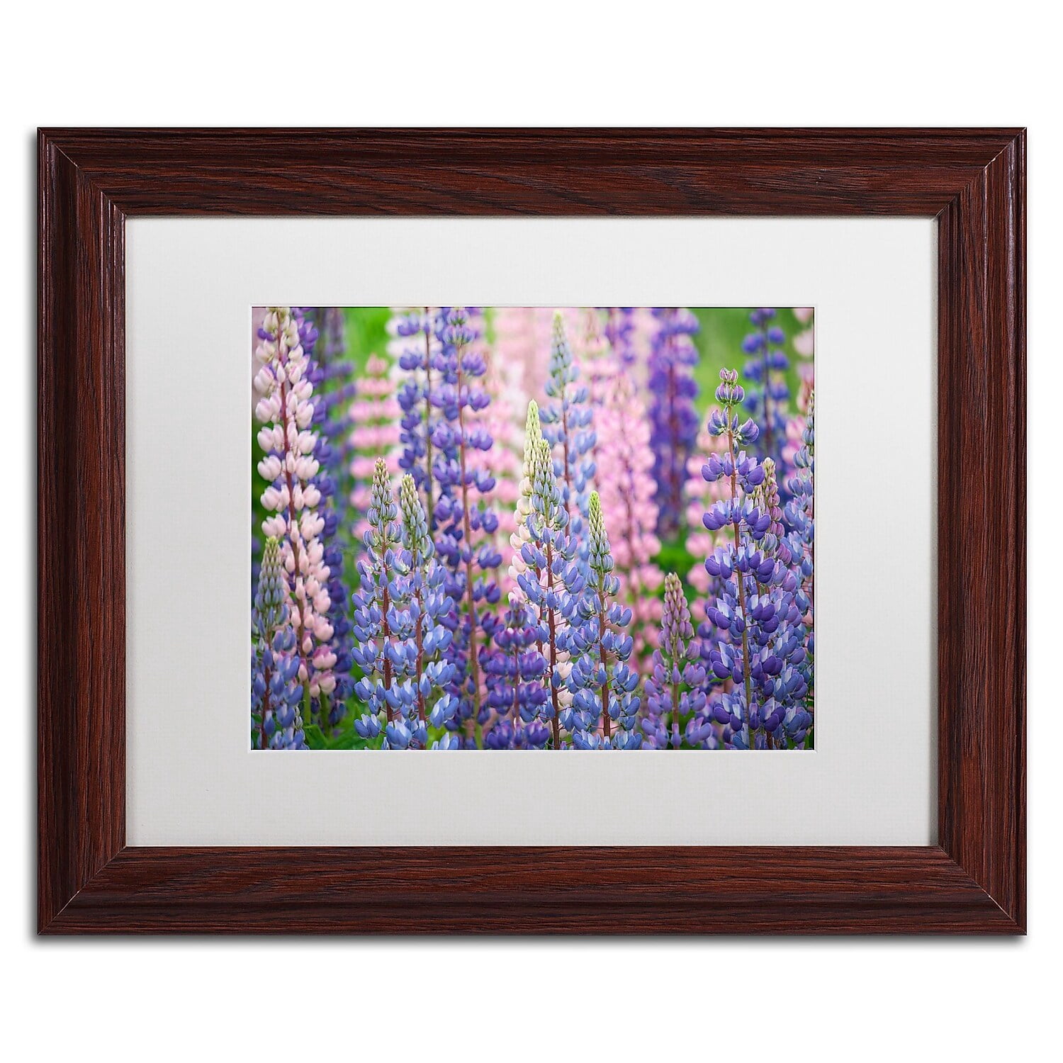 Trademark Fine Art 'Blue Pink Lupine Flowers' Canvas Art by Cora Niele, White Matte, Wood Frame