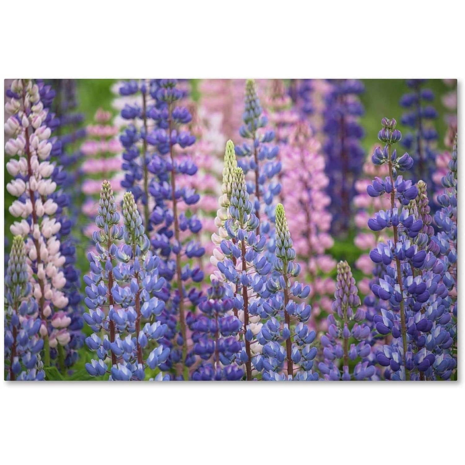 Trademark Fine Art 'Blue Pink Lupine Flowers' Canvas Art by Cora Niele