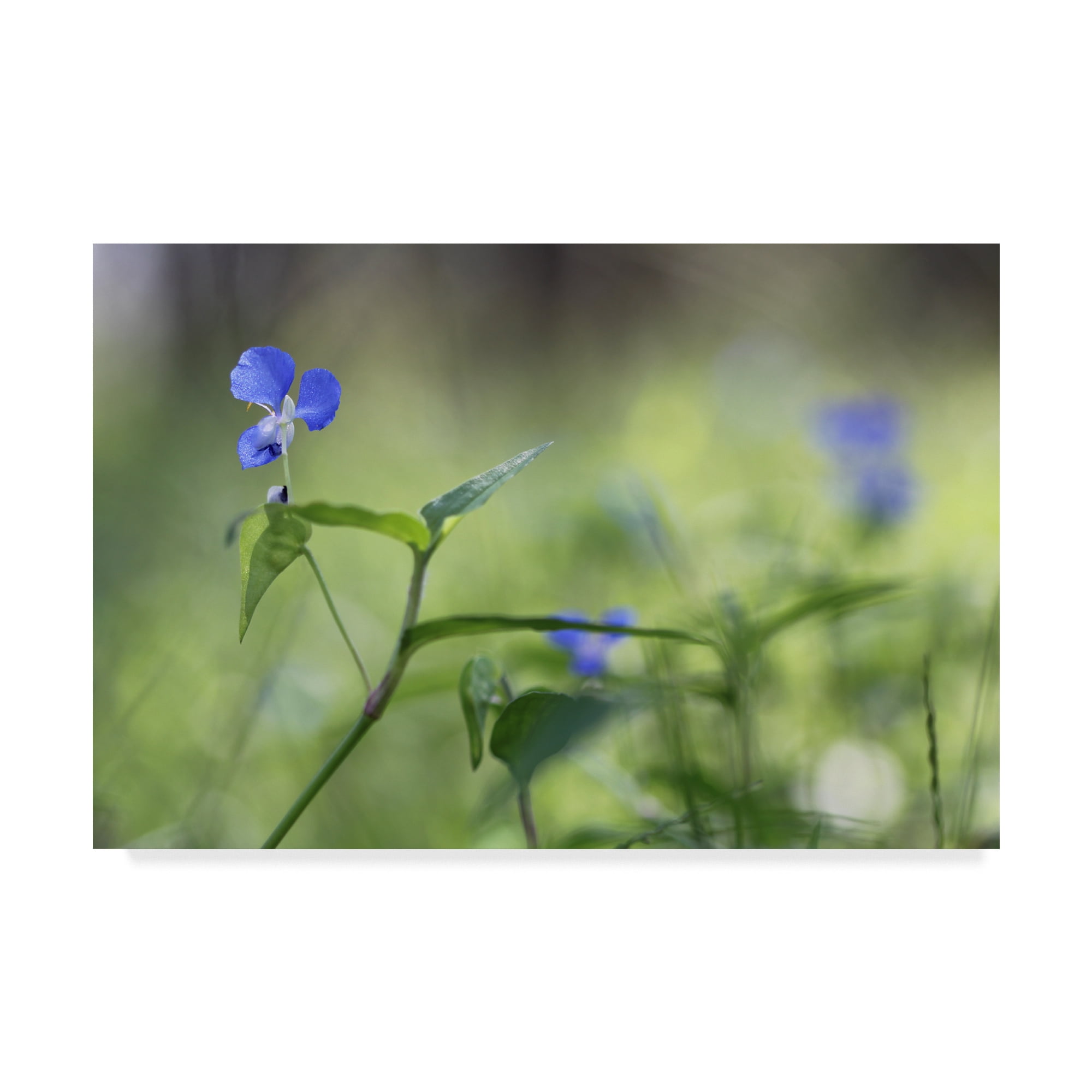 Trademark Fine Art 'Blue Prince' Canvas Art by Incredi