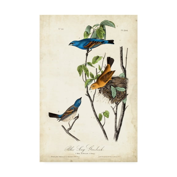 Trademark Fine Art 'Blue Song Grosbeak' Canvas Art by John James Audubon