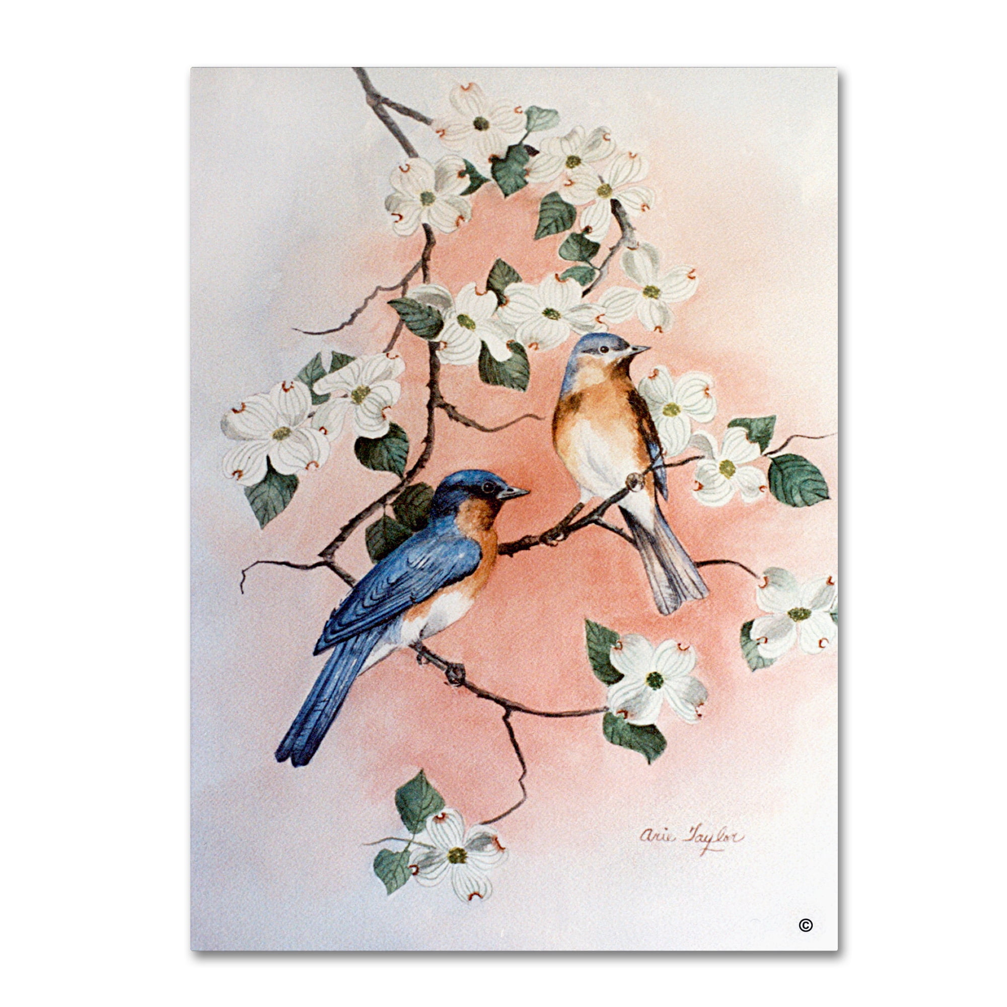 Trademark Fine Art 'Bluebirds And Dogwood' Canvas Art by Arie Reinhardt Taylor
