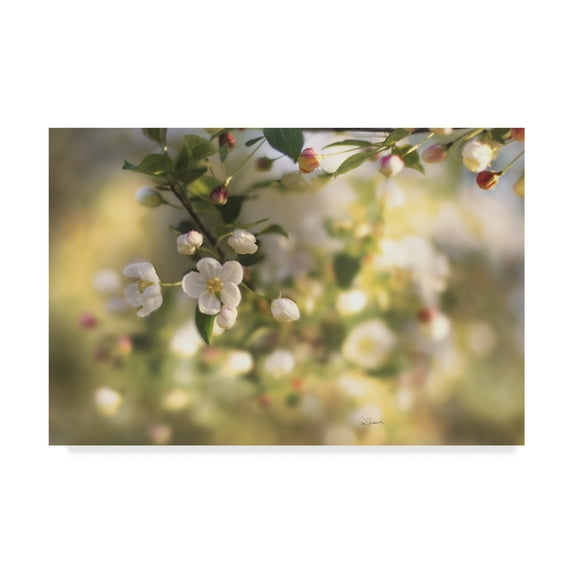 Trademark Fine Art 'Blush Blossoms I' Canvas Art by Sue Schlabach