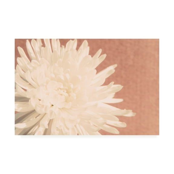 Trademark Fine Art 'Blush Burst I' Canvas Art by Jason Johnson