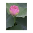 thumbnail image 1 of Trademark Fine Art 'Blushing Lotus II' Canvas Art by Jim Christensen, 1 of 4