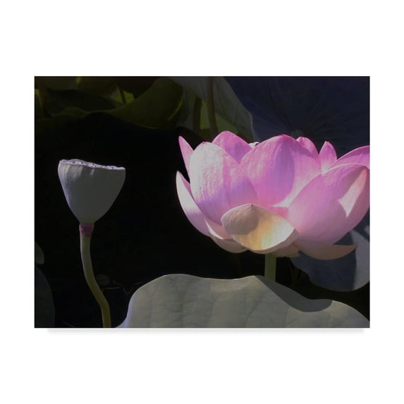 Trademark Fine Art 'Blushing Lotus III' Canvas Art by Jim Christensen