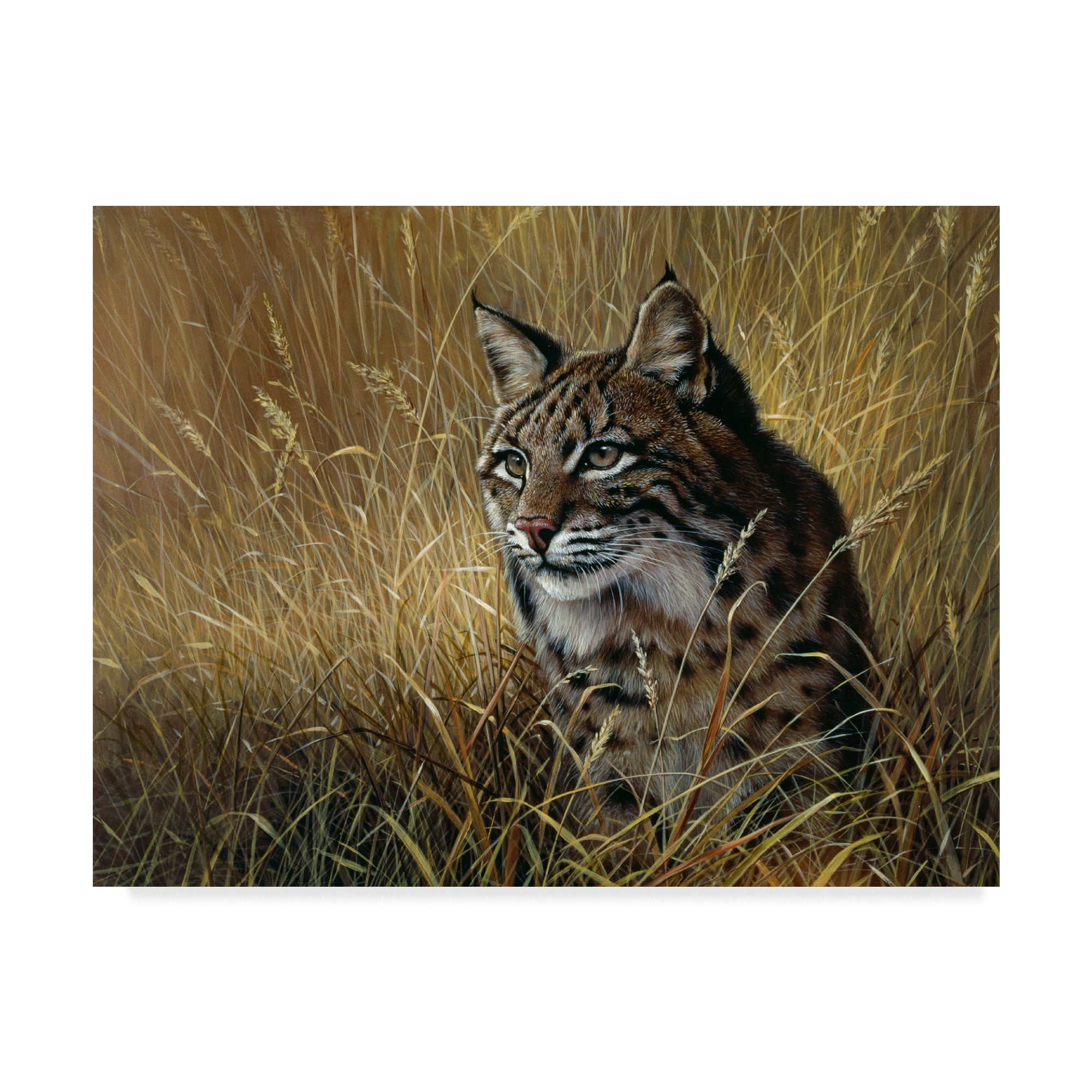Trademark Fine Art 'Bobcat In Grass' Canvas Art by Harro Maass