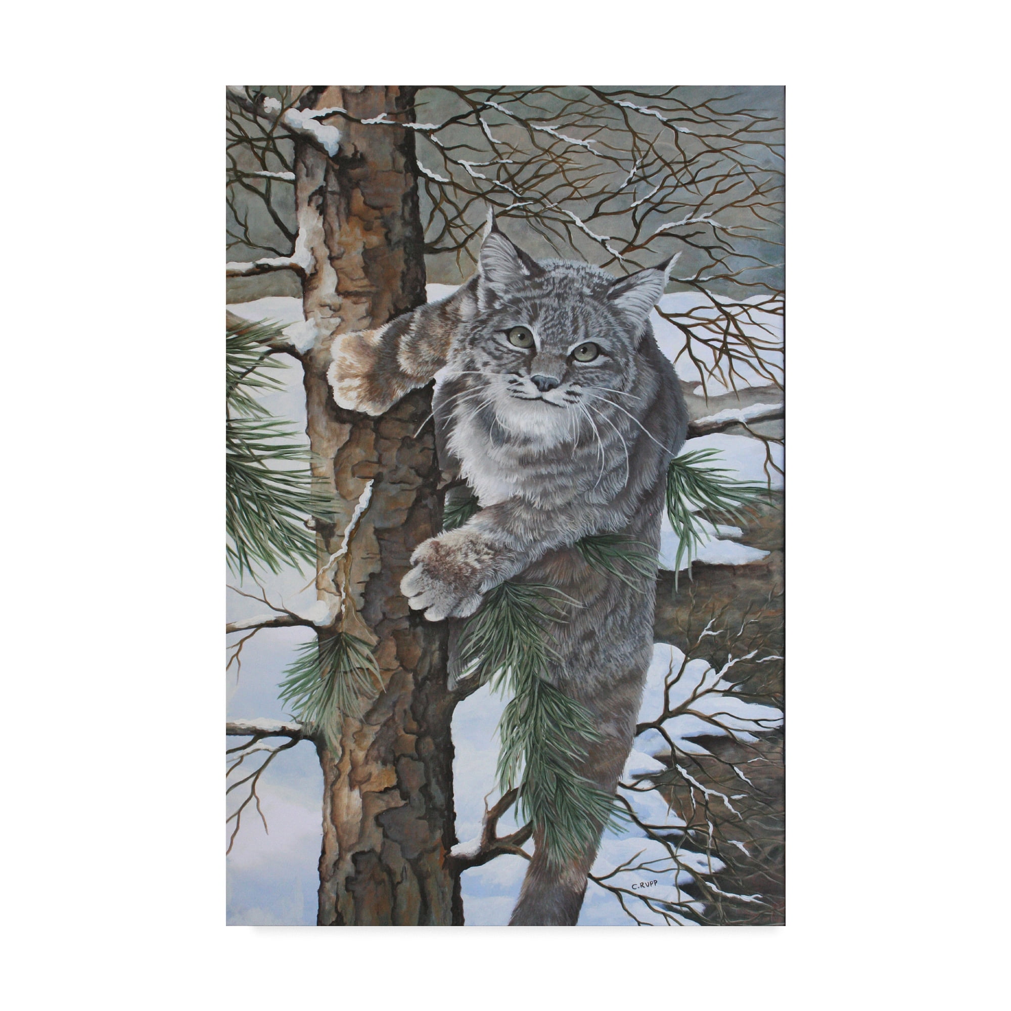 Trademark Fine Art 'Bobcat On Tree' Canvas Art by Carol J Rupp