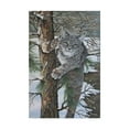 thumbnail image 1 of Trademark Fine Art 'Bobcat On Tree' Canvas Art by Carol J Rupp, 1 of 3