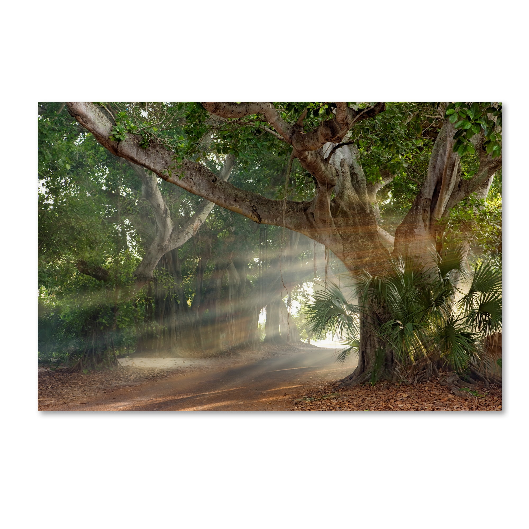 Trademark Fine Art 'Boca Grande Banyon Street' Canvas Art by Mike Jones Photo