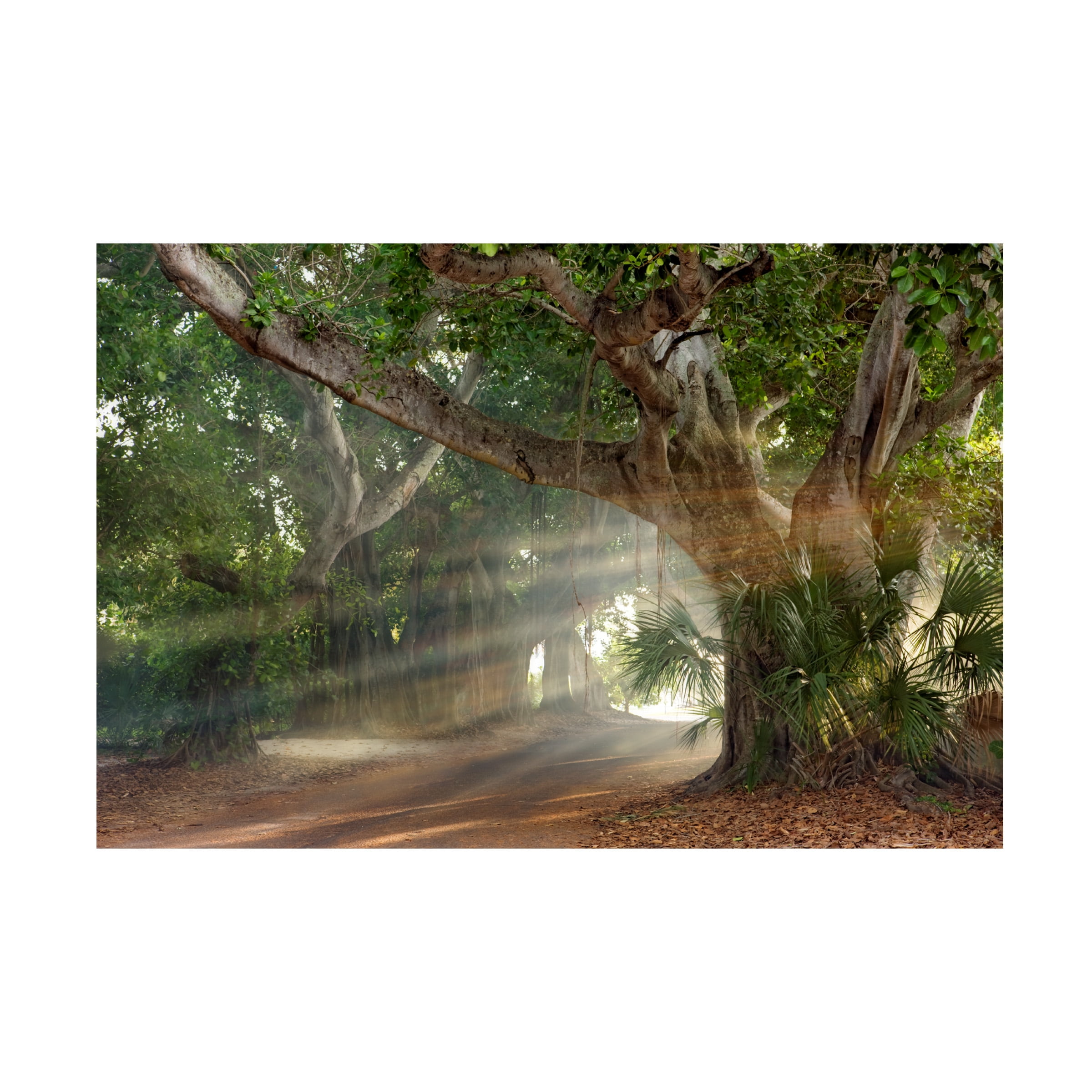 Trademark Fine Art 'Boca Grande Banyon Street' Canvas Art by Mike Jones Photo