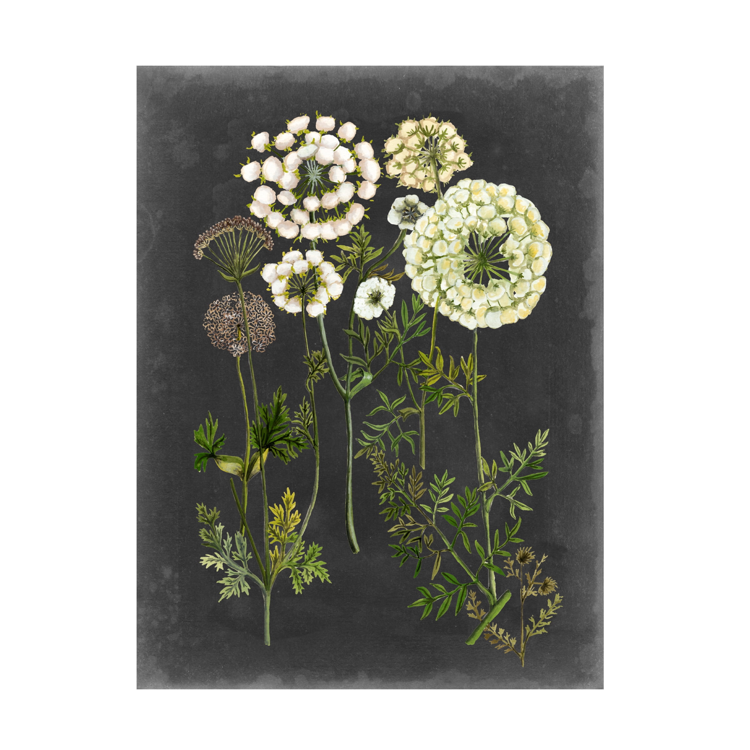 Trademark Fine Art Naomi Mccavitt Bookplate Floral Ii Canvas Wall Art - 35x47
