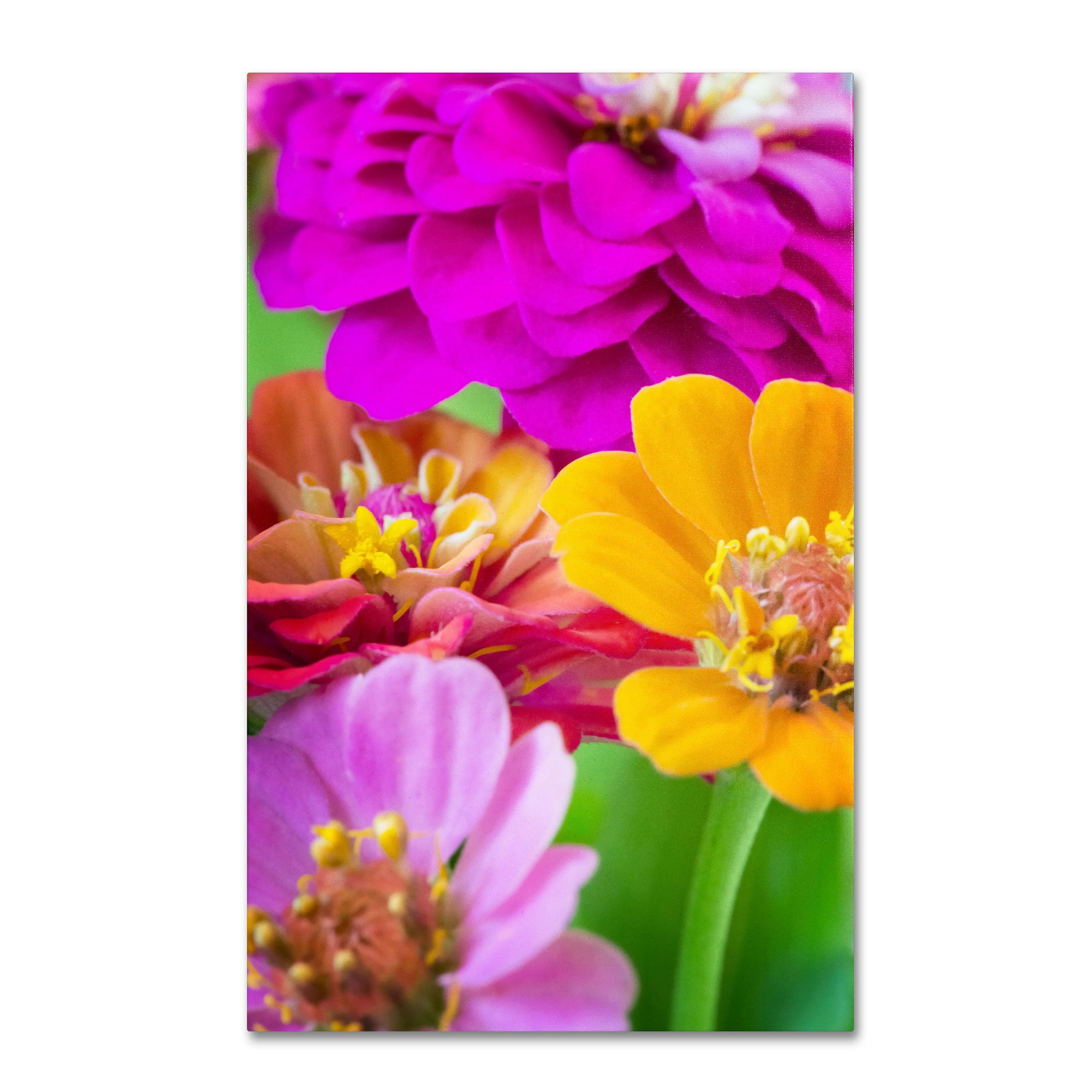 Trademark Fine Art "Boquet of Inias" Canvas Art by Philippe Sainte-Laudy