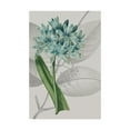 thumbnail image 1 of Trademark Fine Art 'Botanical Arrangement II' Canvas Art by Vision Studio, 1 of 3